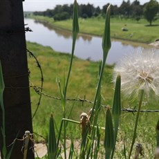 Outside Villiers - the Vaal river