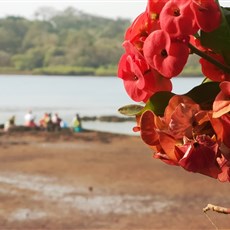 Pousada Bela Vista, Buba