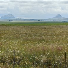 Between Memel and Clarens
