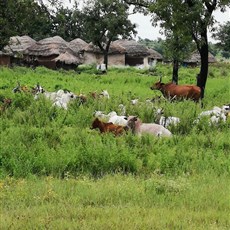 Yendi to Tamale