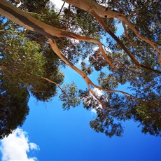 Darling to Moorreesburg - resting in the shade