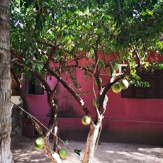 Bissau