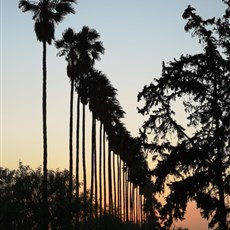 Le Jardin de la Koudya, Khenafif