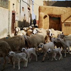 Taroudant