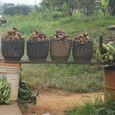 Mbalmayo to Yaoundé