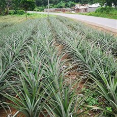 Mbalmayo to Yaoundé