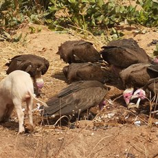 Bissau to Ingoré
