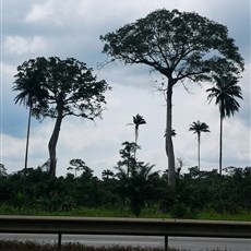 Abidjan to Ellibou