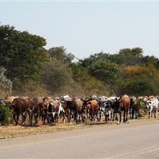 Cahama to Shebemba