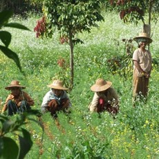 Between Mandalay and Pindaya