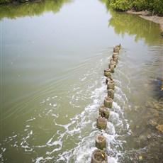 Ingoré to Sao Domingos