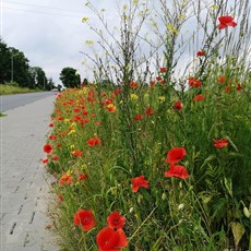Radom to Starachowice