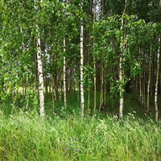 Radom to Starachowice