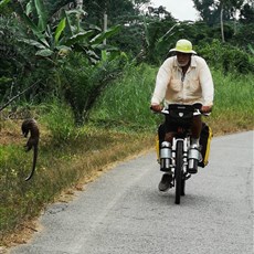 Lambaréné to Bifoun - endangered pangolin