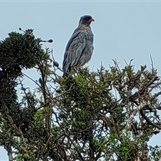 Addo Elephant Park