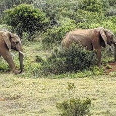 Addo Elephant Park