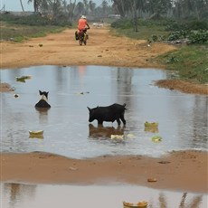 Cotonou to Ouidah