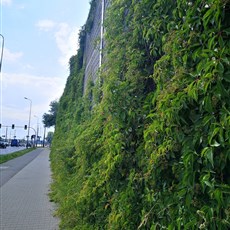 Krakow