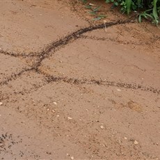 Chinese camp to Boumnyebel
