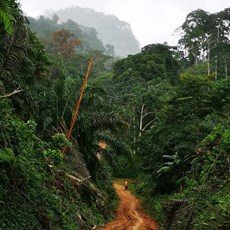 Chinese camp to Boumnyebel