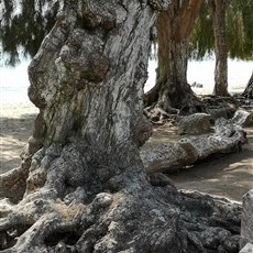 Benguela