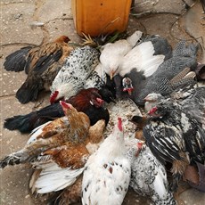 Ouidah - no wonder the chicken is tough