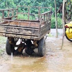 Pouma to Edéa - chickens taking shelter