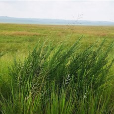 Carolina to Chrissiesmeer