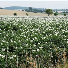 East of Tibor to Ondřejov