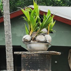 Bekwai to Assin Bereku