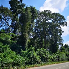 Bekwai to Assin Bereku