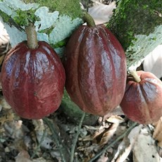 Bekwai to Assin Bereku - cocoa