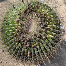 Graaff-Reinet