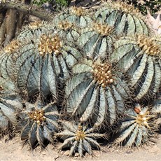 Graaff-Reinet