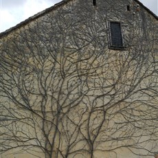 Brod nad Dyji