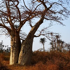 Wild camp to Cabo Ledo