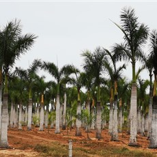 Barra da Kwanza to Luanda