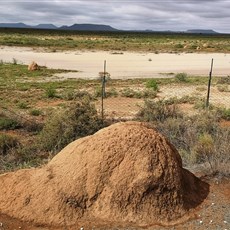 Orania to Kraankuil