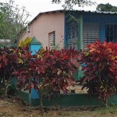 Paladar, Jatibonico