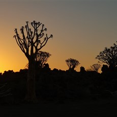 Garas Quiver Farm