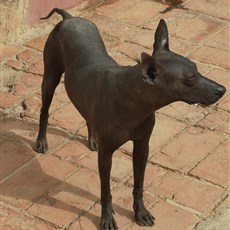 Trinidad