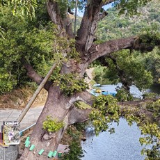 Trinidad to Yaguanabo