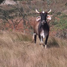 Trinidad to Yaguanabo