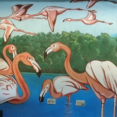 Flamingo outing south of Cienfuegos
