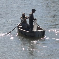 Flamingo outing south of Cienfuegos