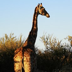Etosha