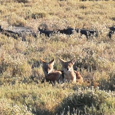 Etosha
