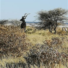 Etosha