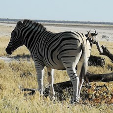 Etosha