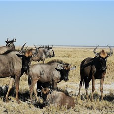 Etosha